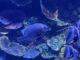 Picture of fish at Abu Dhabi National Aquarium