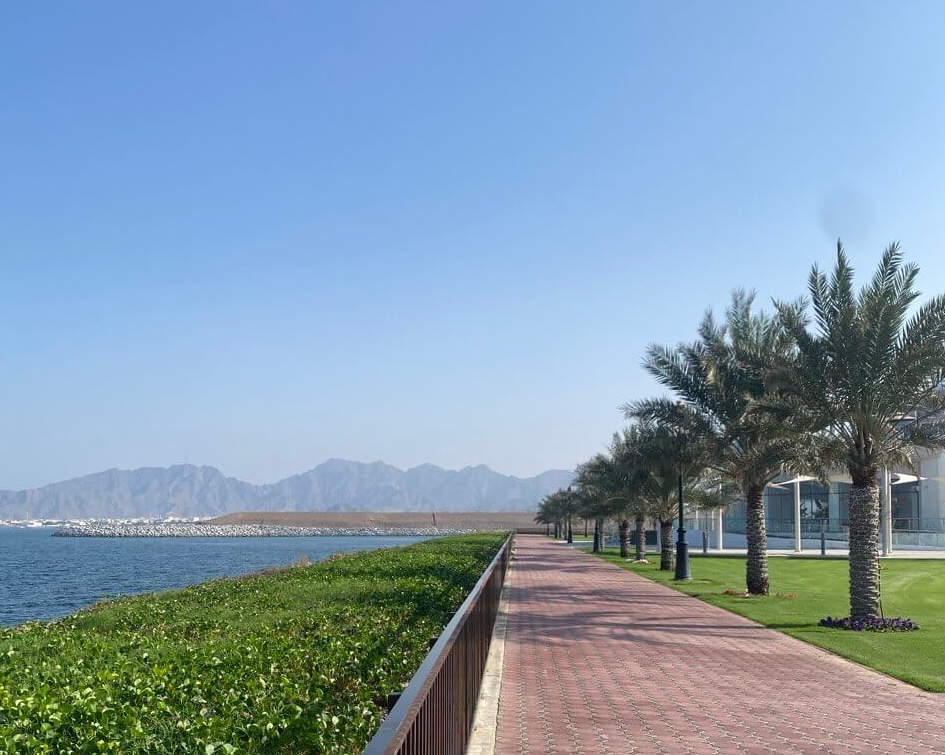 palm trees with ocean and mountain view in dibba