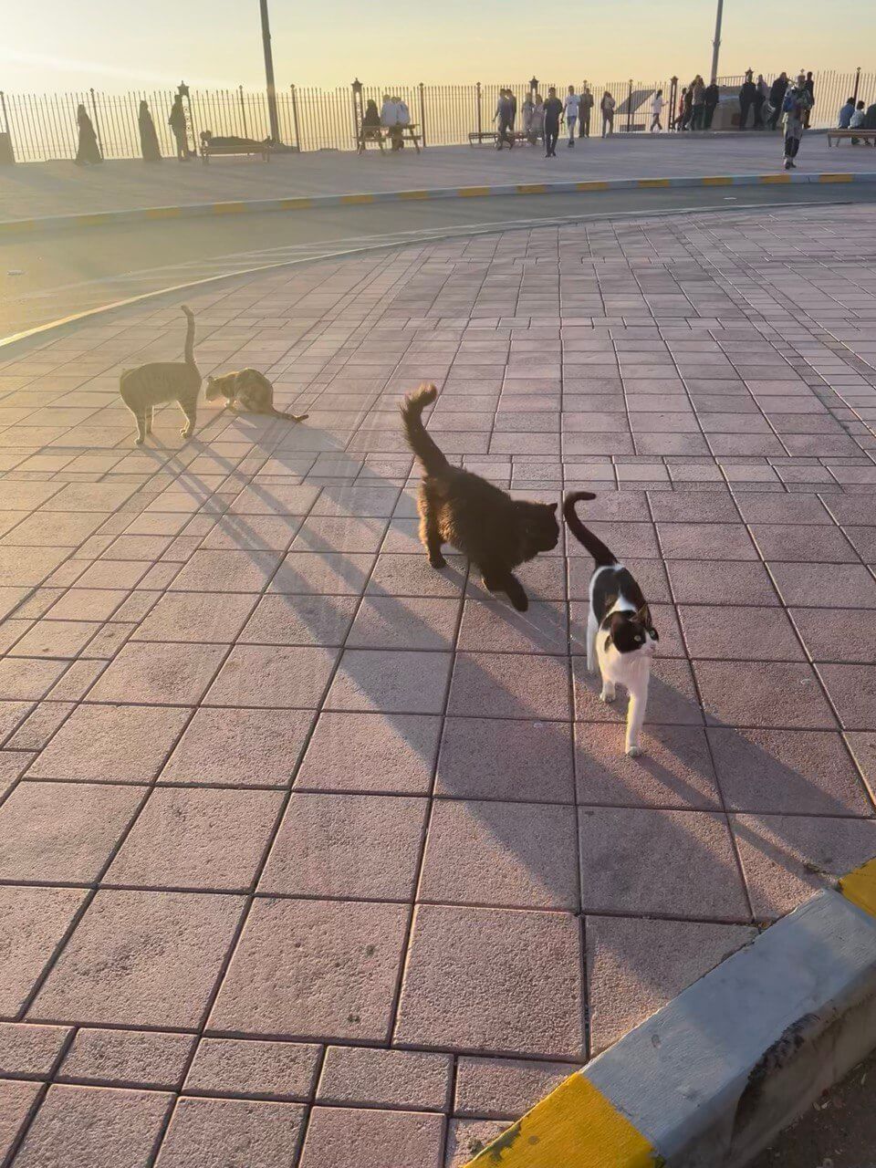 Cats in Jebel Hafeel