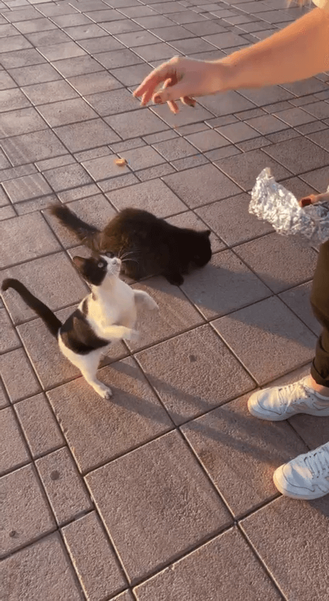 A cat jumping