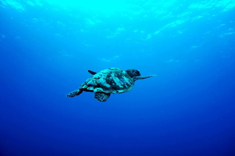 Turtle swimming in the sea