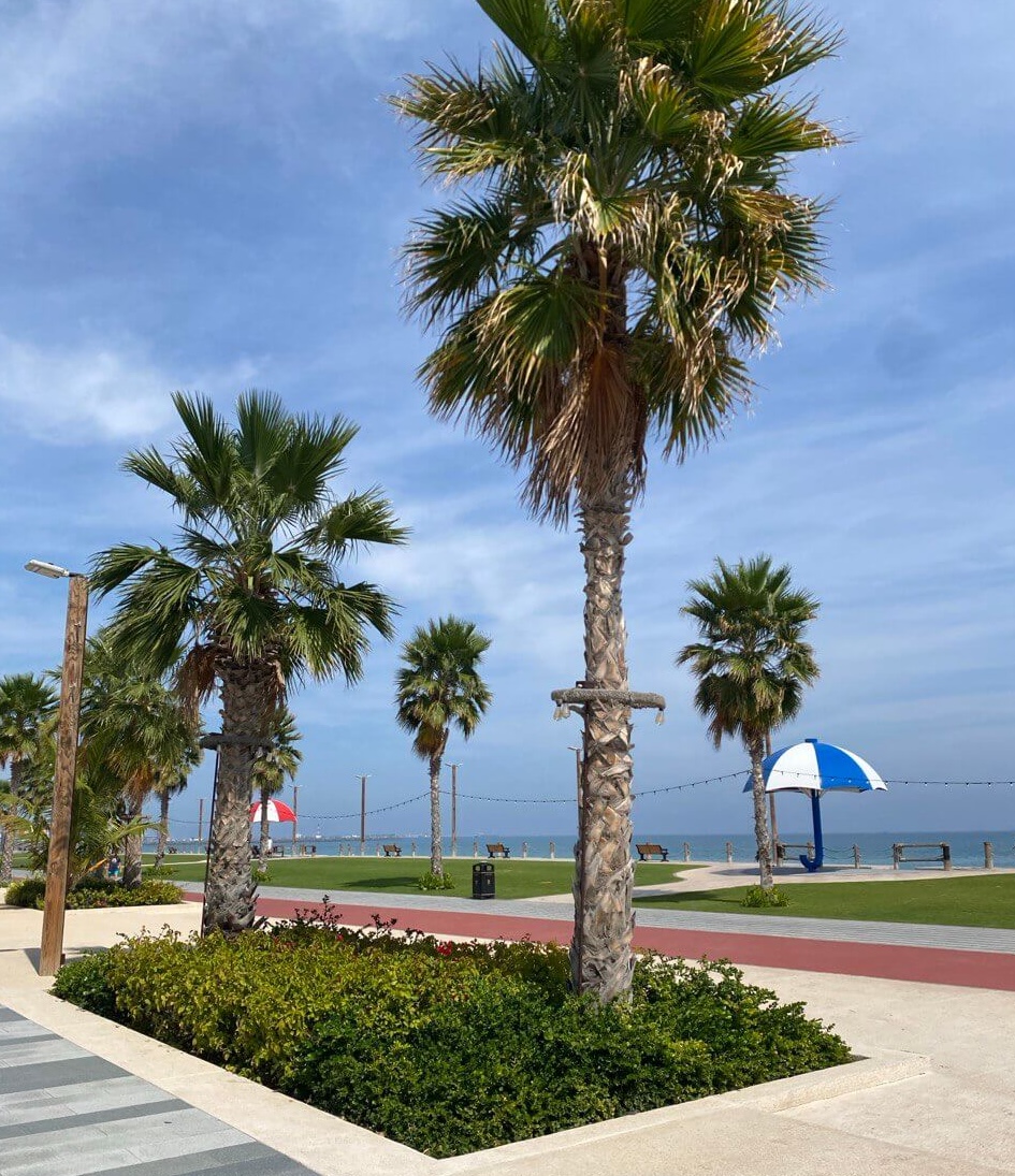 palm trees at umbrella beach fujairah
