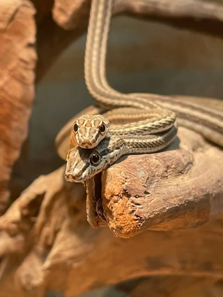 two snakes on top of each other